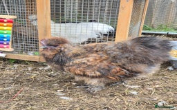 Chickens poultry for sale: Male USA Silkie cockerel  - Image 2