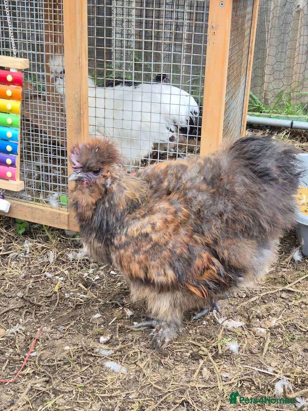 Chickens poultry for sale: Male USA Silkie cockerel  - Image 2