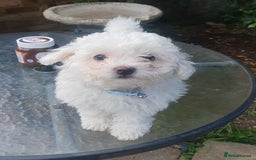 Maltese dogs for sale: Ready to go ! Gorgeous Maltese girls for salee - Image 24
