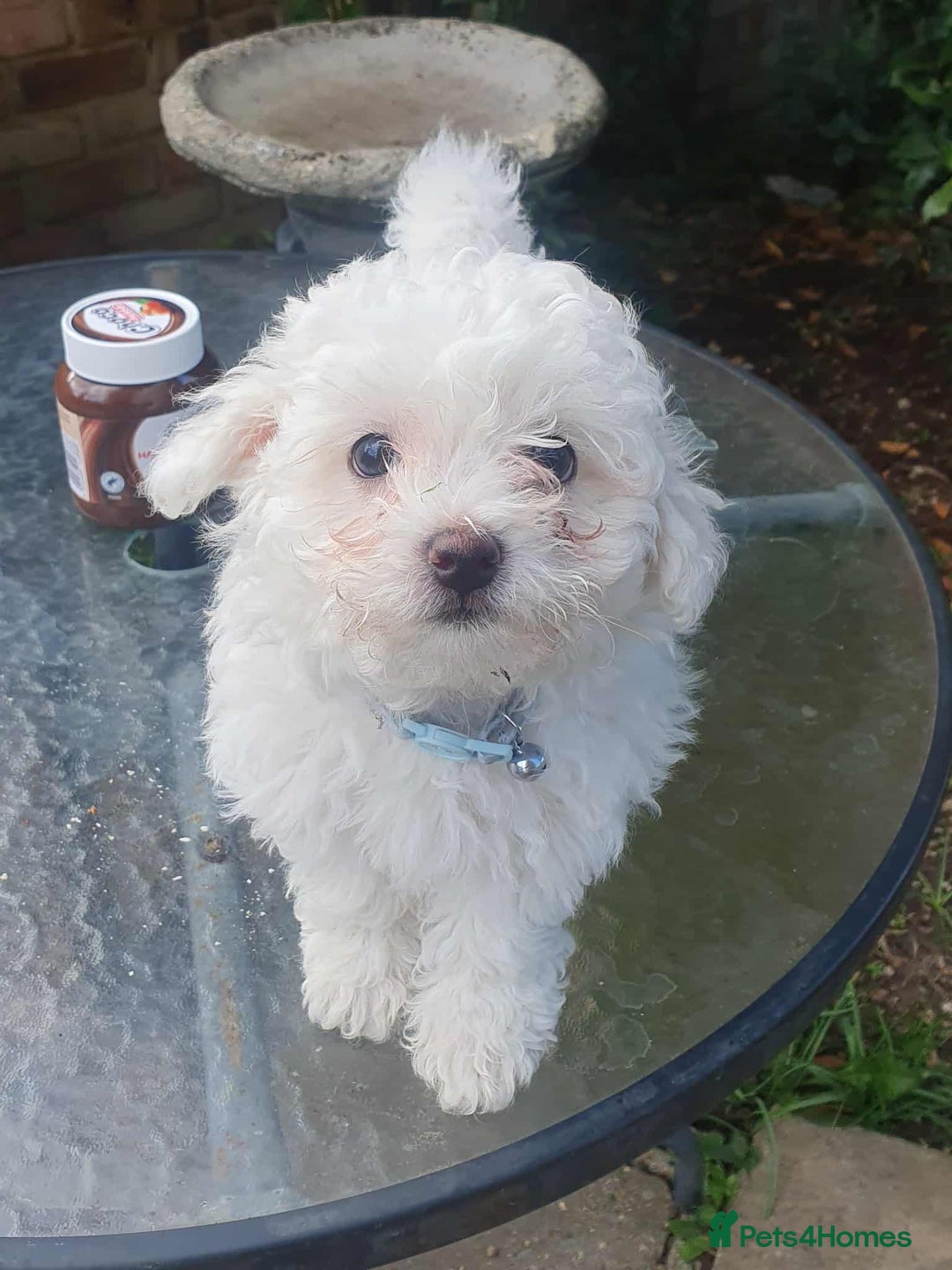 Maltese dogs for sale: Ready to go ! Gorgeous Maltese girls for salee - Image 24