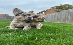 French Bulldog dogs for sale: 4 French bulldog puppies  - Image 8