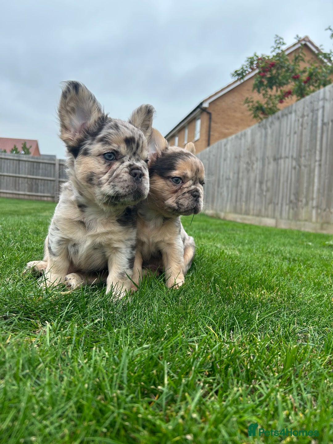 French Bulldog dogs for sale: 4 French bulldog puppies  - Image 8