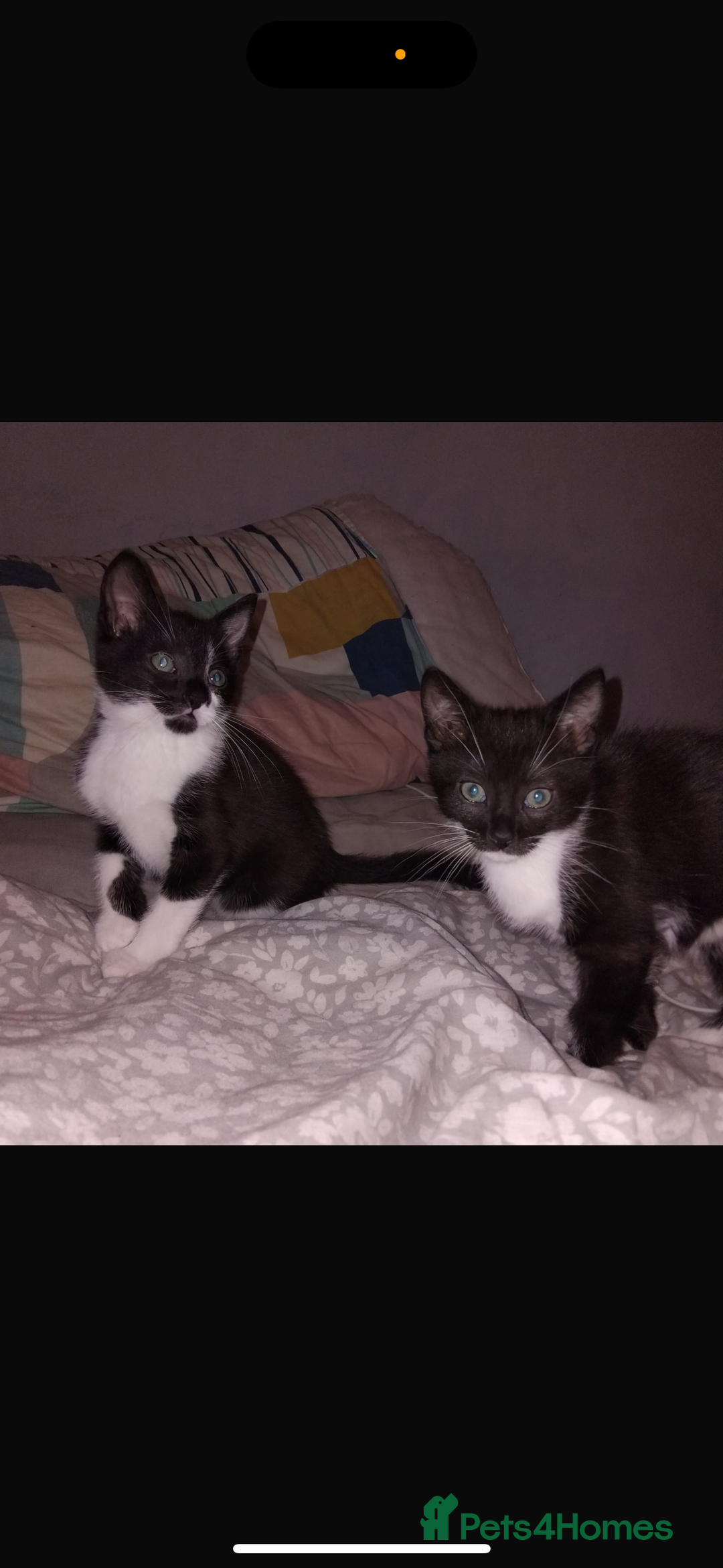Mixed Breed cats for sale: Gorgeous Black + White Tuxedo 🇬🇧 Shorthair Mix - Image 6