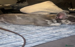 French Bulldog dogs for sale: Tallulah  - Image 4