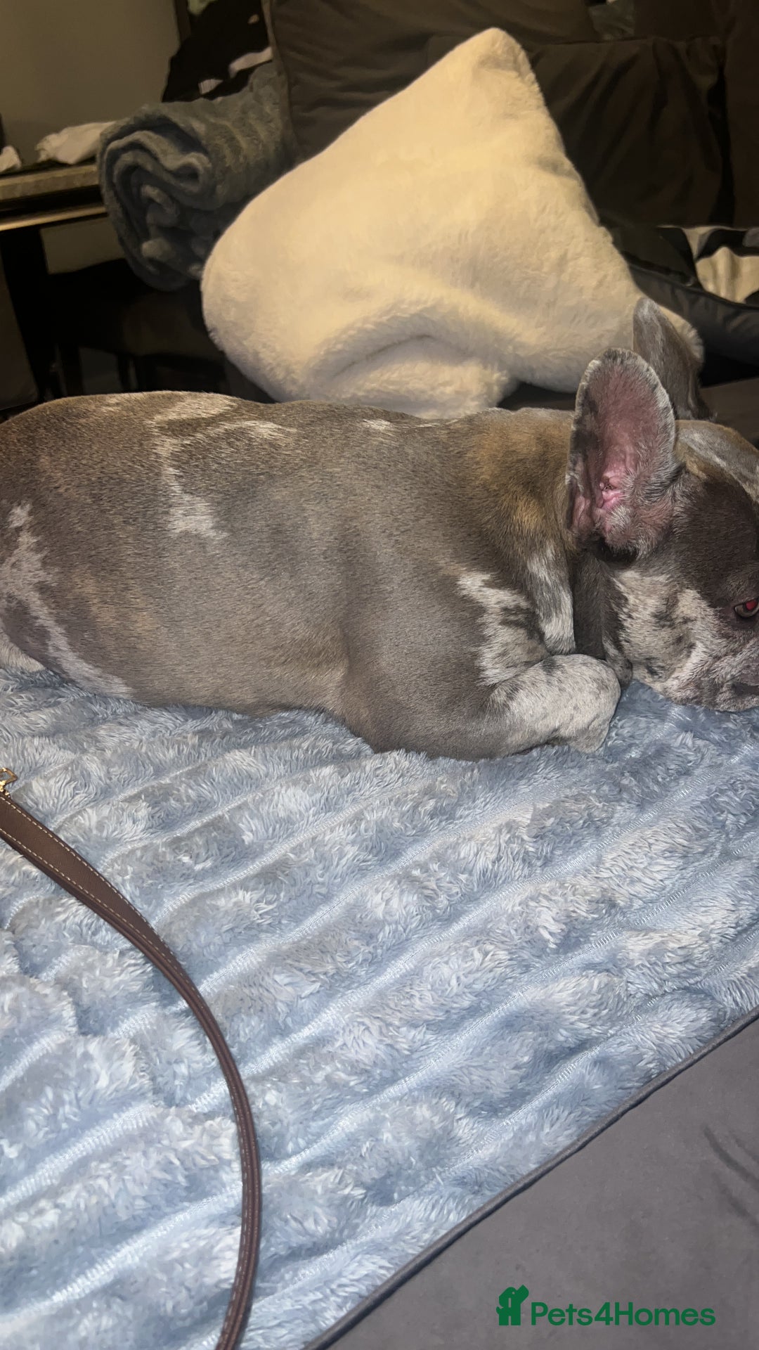 French Bulldog dogs for sale: Tallulah  - Image 4