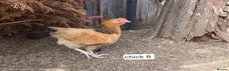 Chickens poultry for sale: BUFF SUSSEX YOUNG COCKERELS in Chatteris - Advert 1
