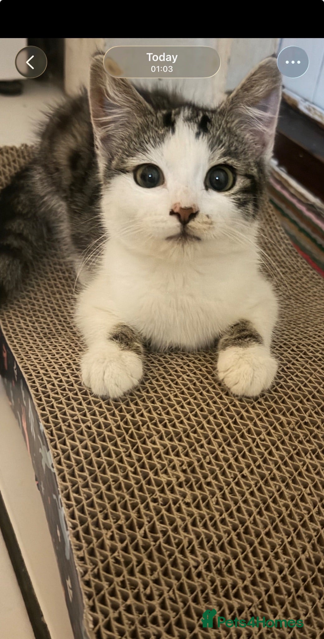 Mixed Breed cats     Affectionate Indoor Cat Looking for nice home  - Advert 1