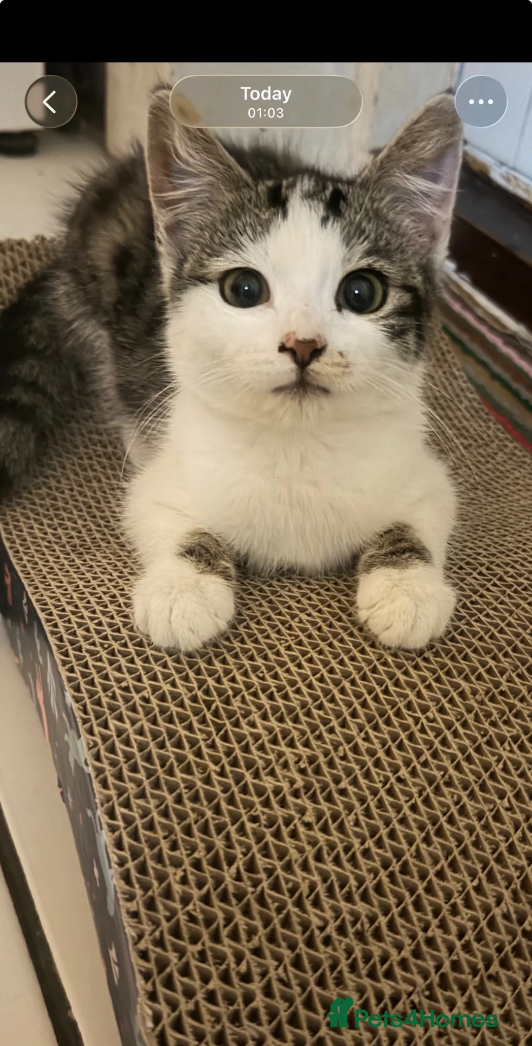 Mixed Breed cats for sale:     Affectionate Indoor Cat Looking for nice home  in Watford - Advert 1