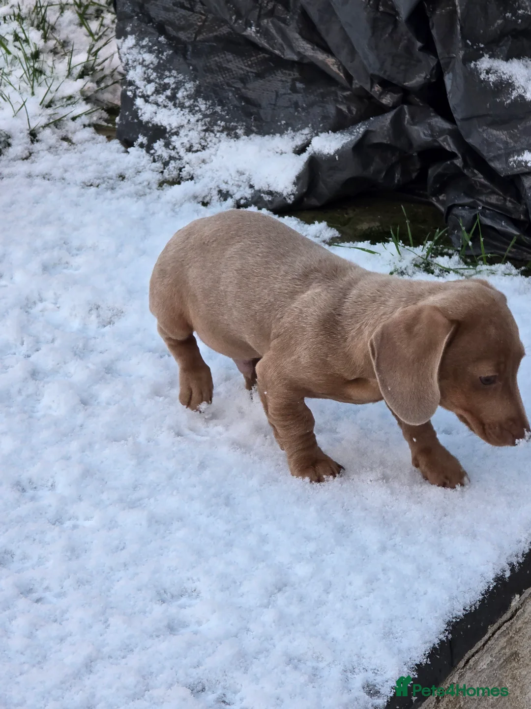 Miniature Dachshund dogs for sale: 5 month old miniature Dachshund male in Swansea - Advert 4