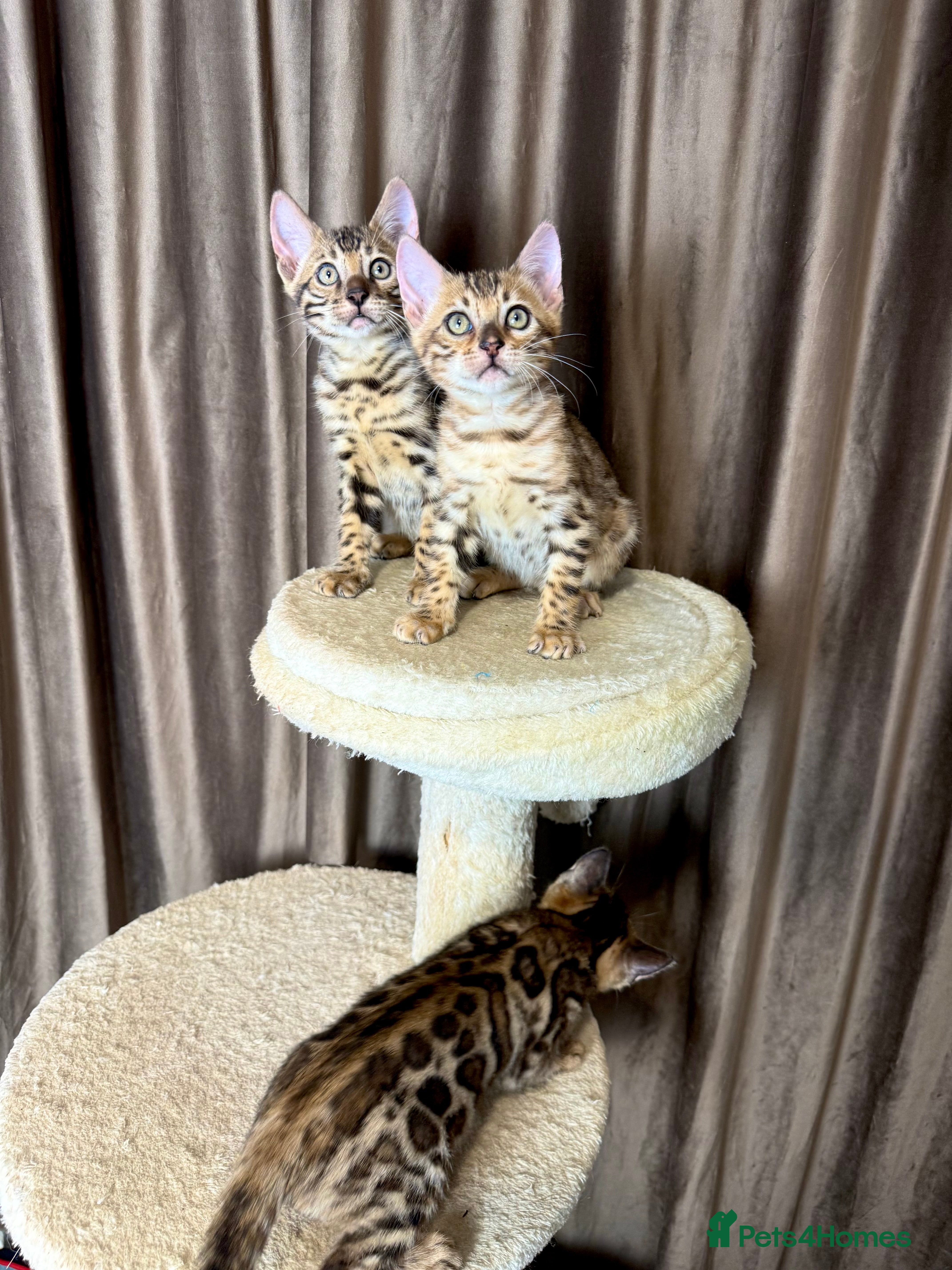 Bengal cats Adorable bengal kittens - Advert 1