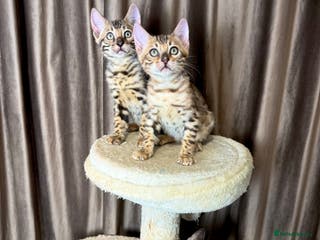 Bengal cats Adorable bengal kittens - Advert 1