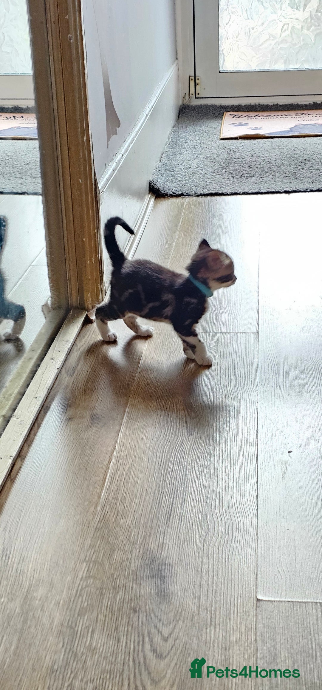 Domestic Shorthair cats for sale: 4 Adorable boys Looking for a Loving Home - Image 16