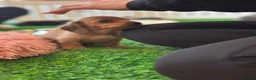 Miniature Dachshund dogs for sale: Miniature Dachshunds - Advert 12