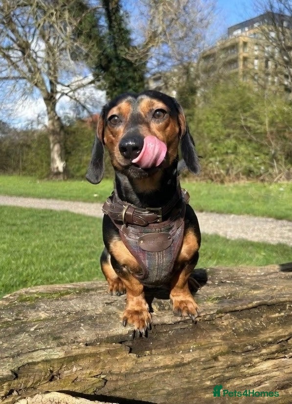Miniature Dachshund dogs Biscuit ready for stud  - Advert 3