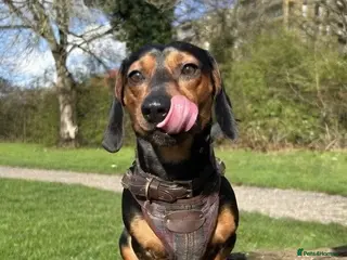 Miniature Dachshund dogs Biscuit ready for stud - Advert 3