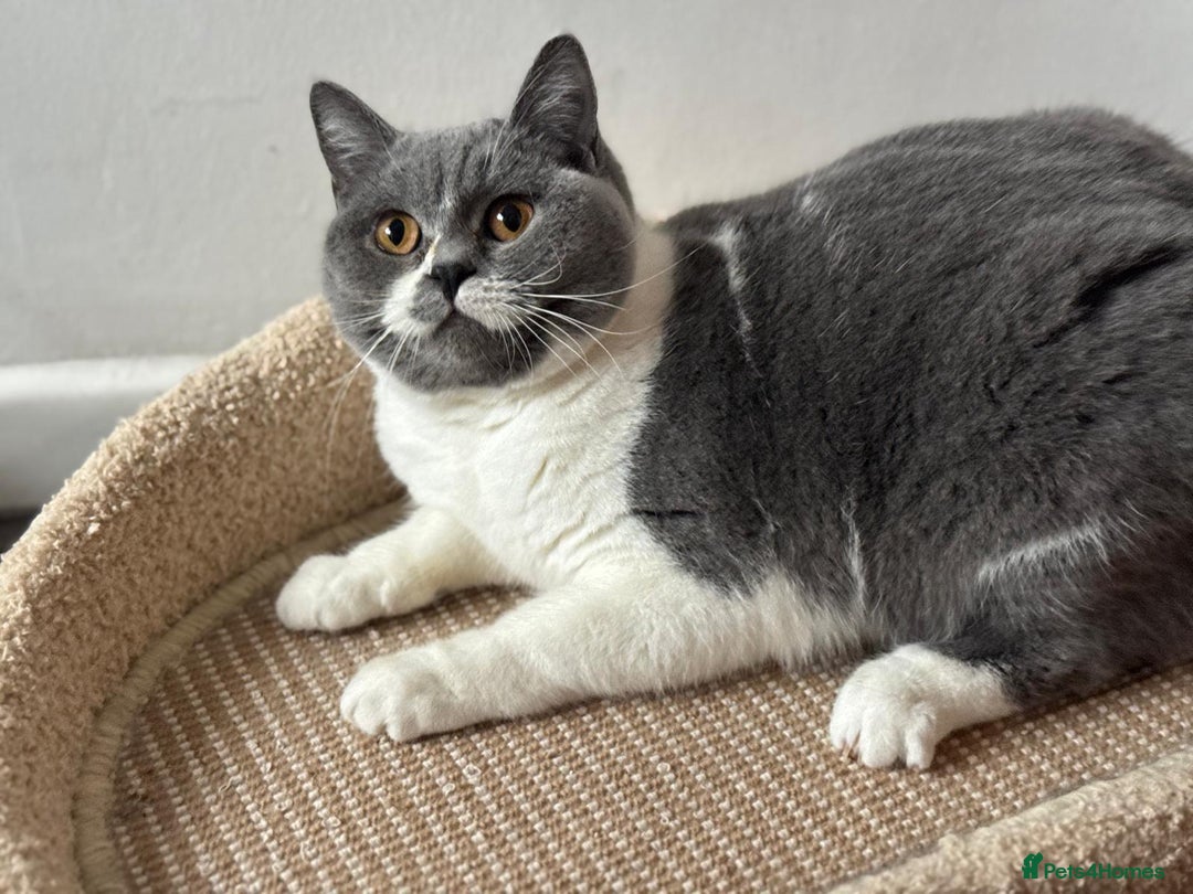 British Shorthair cats for sale: British short hair female  - Advert 2