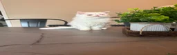 Persian cats for sale: Odd eyed male kitten  - Advert 27
