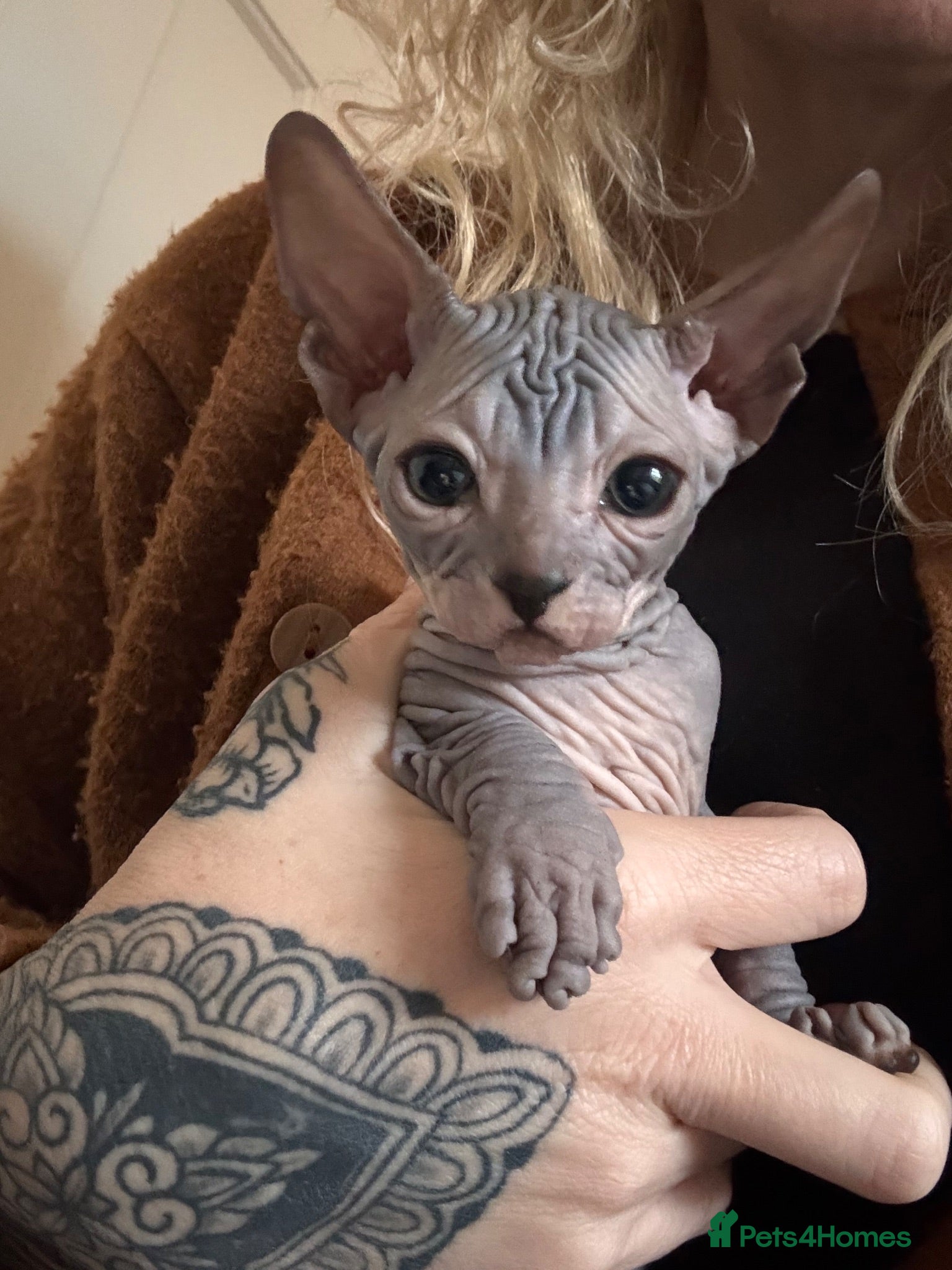 Sphynx cats Sphynx Kittens - Advert 2