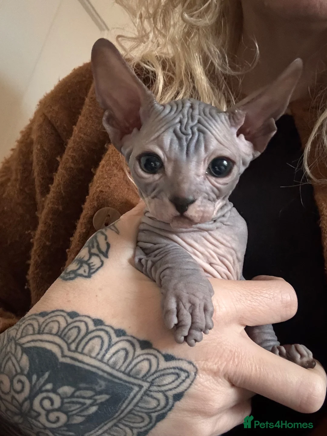 Sphynx cats for sale: Sphynx Kittens - Advert 2
