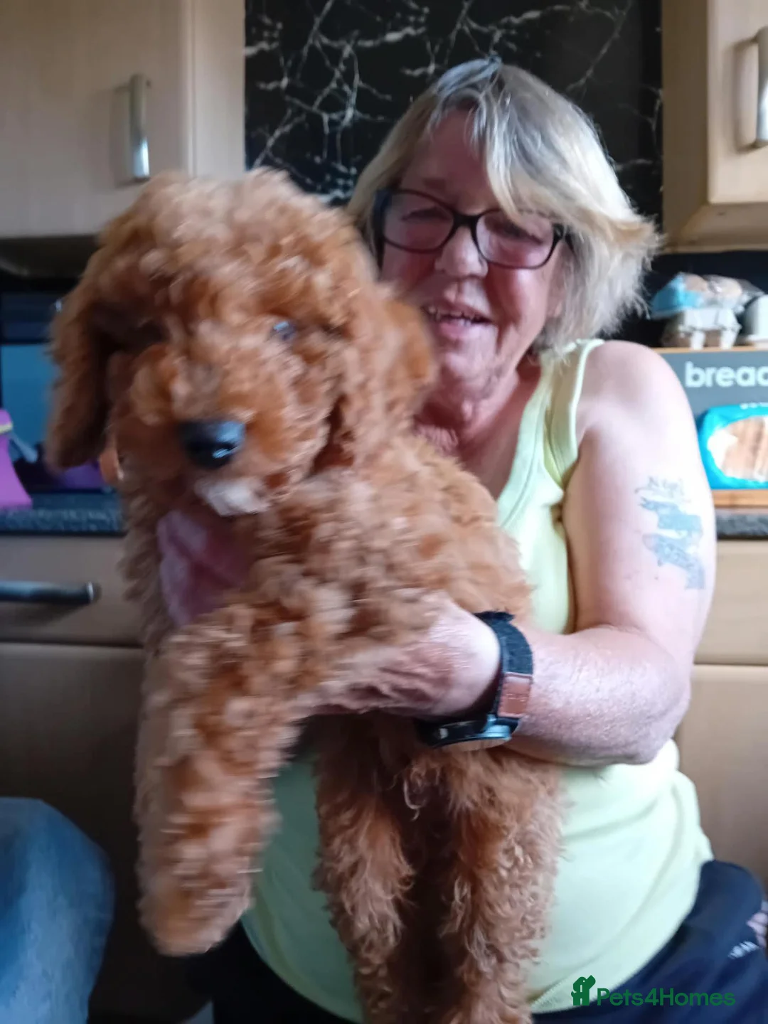 Cockapoo dogs for sale: Teddy - Advert 1