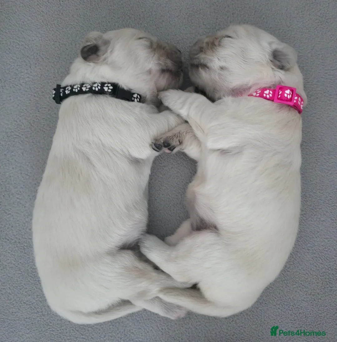 Golden Retriever dogs for sale: 6 gorgeous puppy Golden Retrievers for sale. - Advert 2