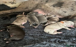 Cane Corso dogs for sale: Proudly presenting - Image 5