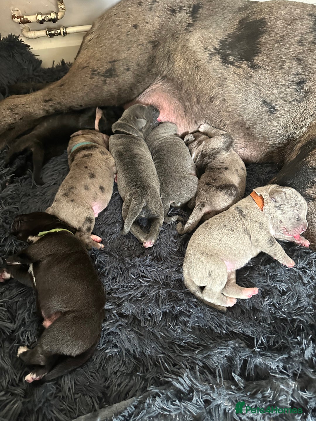 Cane Corso dogs for sale: Proudly presenting - Image 5