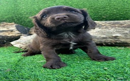 Cocker Spaniel dogs for sale: WORKING dna clear cocker spaniels  - Image 5