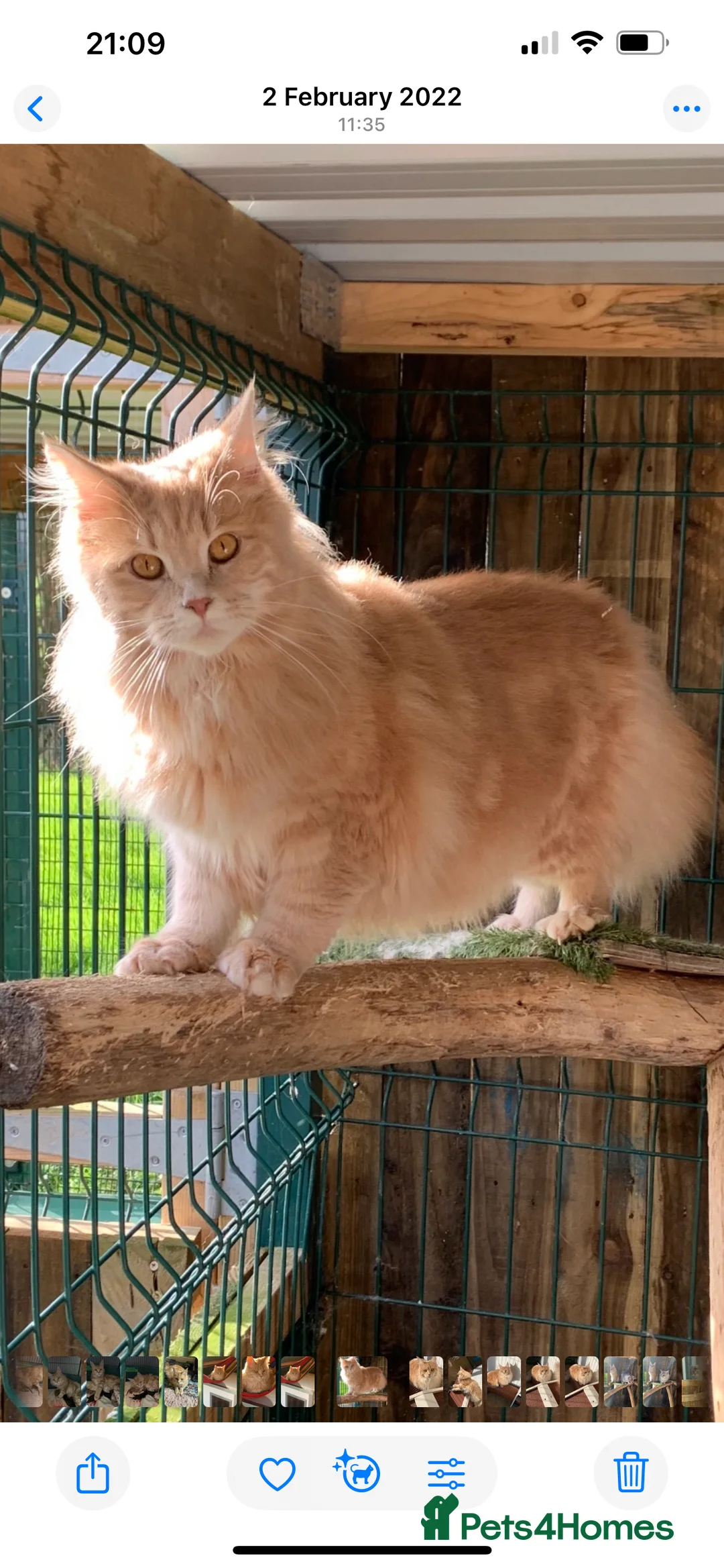 Maine Coon cats for sale: Tica Registered female Maine Coon kittens - Advert 16