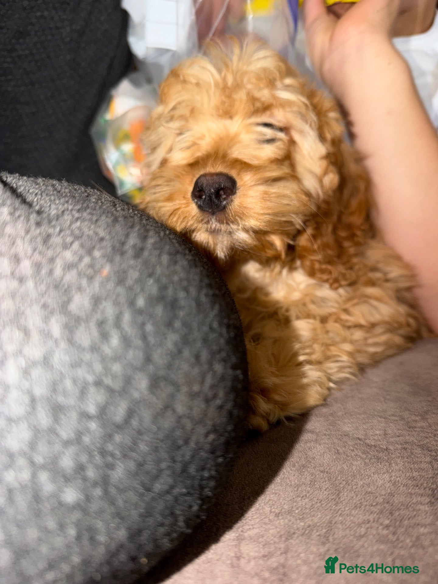 Cockapoo dogs Gorgeous F1 Cockapoo Puppies READY NOW - Advert 2