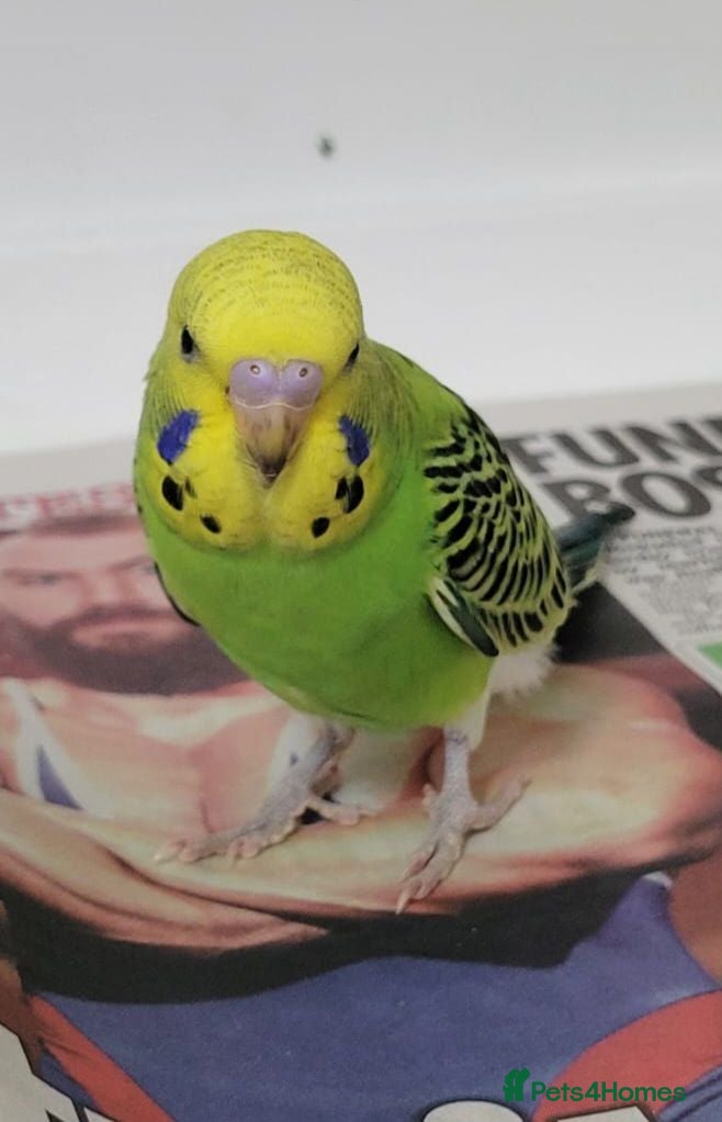 Budgerigars birds Baby Budgies for sale - Advert 2