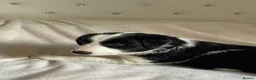 Border Collie dogs for sale: Absolutely Gorgeous Black&White Border Collie Pups - Advert 14