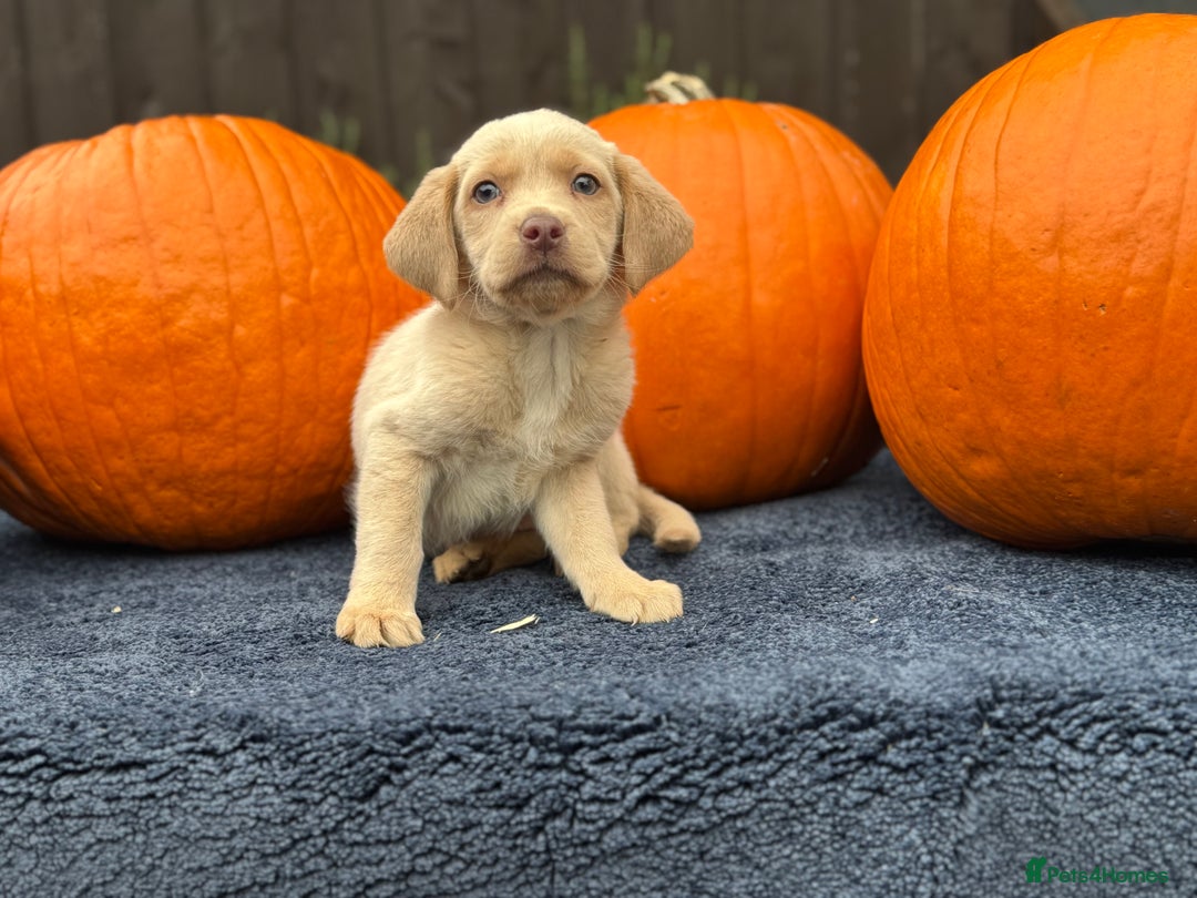 Labrador Retriever dogs for sale: stunning Lab Puppies Rare Colours & Family Raised - Image 11