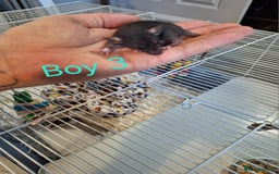 Rat rodents for sale: Baby Dumbo Rats  - Advert 3