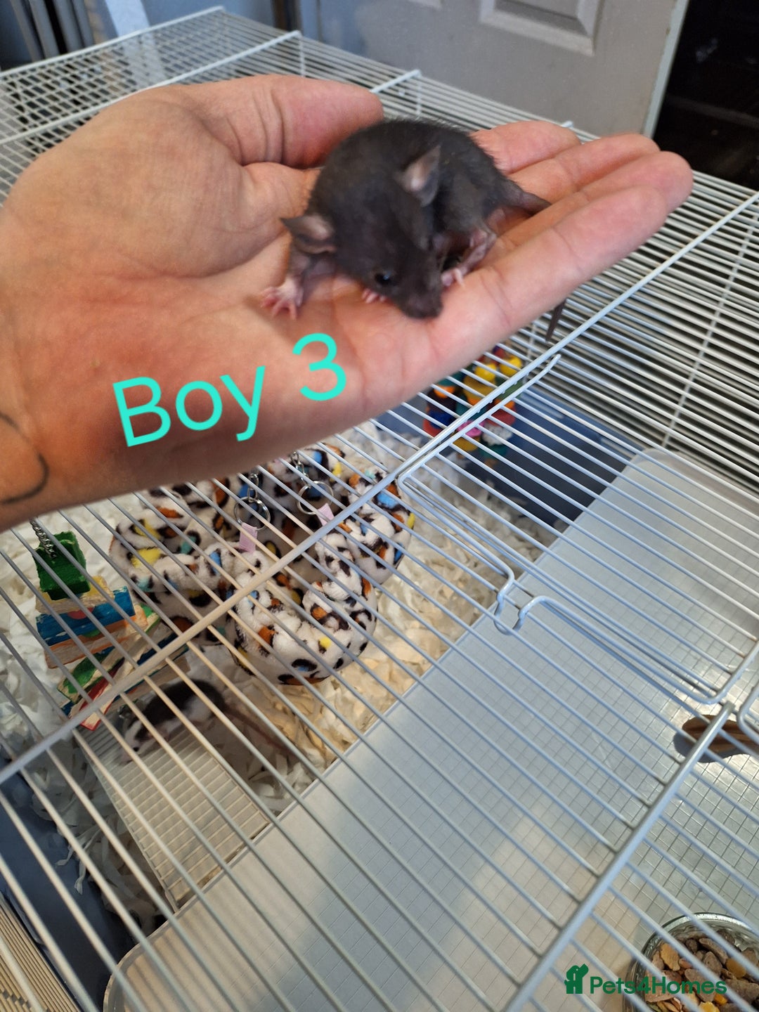 Rat rodents for sale: Baby Dumbo Rats  - Advert 3