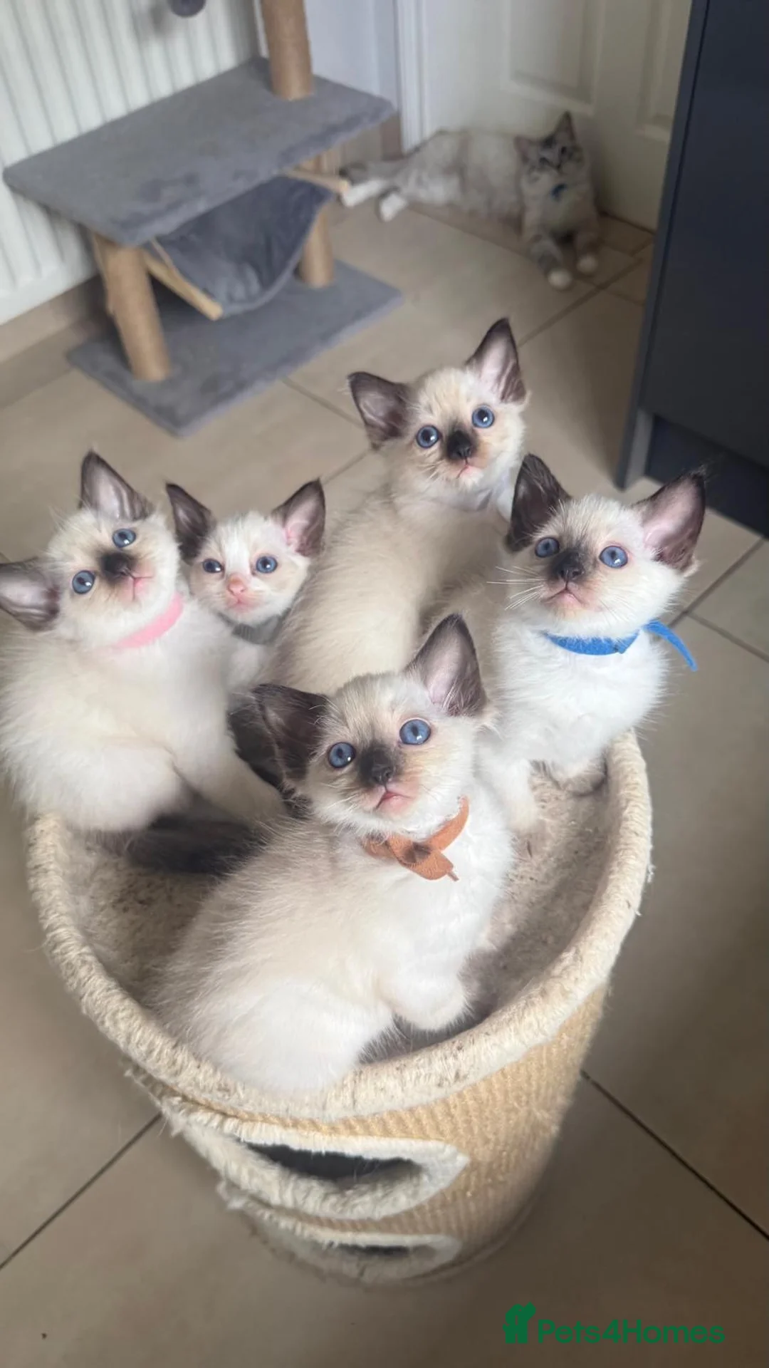 Ragdoll cats for sale: Ragdoll purebred kittens  in Craigavon - Advert 1
