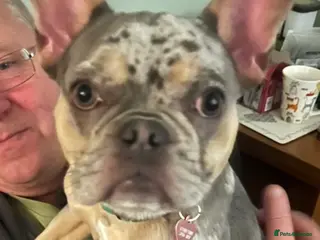 French Bulldog dogs French Bulldog Female Blue Merle Rare, Green Eyes - Advert 1
