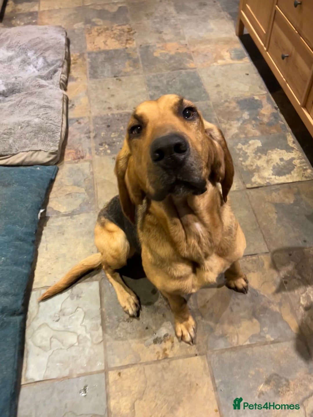 Bloodhound dogs for sale: Rehoming Bloodhound 4 years old  - Image 3