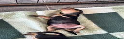 Miniature Pinscher dogs for sale: ALL RESERVED Miniature Pinscher Pups - Advert 7