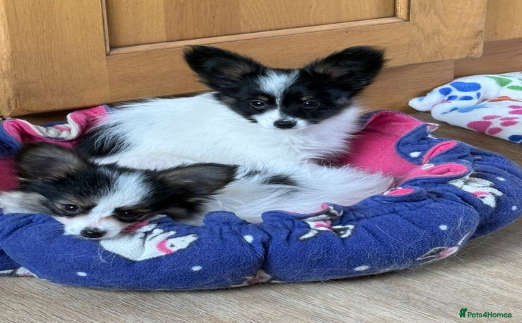 Papillon dogs Boy and girl available  - Advert 2