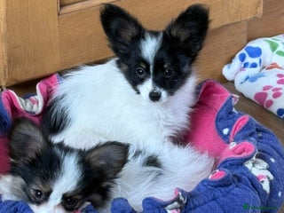 Papillon dogs Boy and girl available - Advert 1