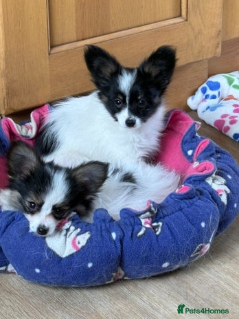 Papillon dogs Boy and girl available - Advert 1