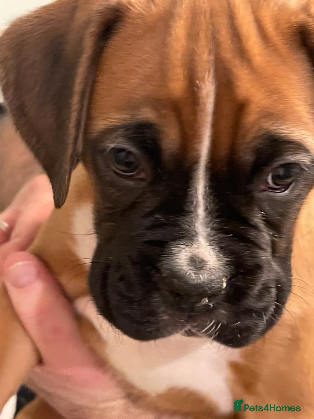 Boxer dogs for sale:  Stunning KC reg bobtailed boxers *1 girl left* - Advert 24