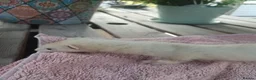 Ferret rodents for sale: Beautiful Ferret Kits for sale  - Advert 25