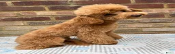 Toy Poodle dogs for sale: Beautiful toy/asian poodle puppies available in London - Advert 1