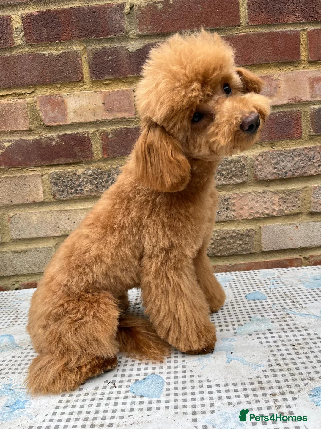 Toy Poodle dogs for sale: Beautiful toy/asian poodle puppies available in London - Advert 1