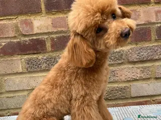 Toy Poodle dogs Beautiful toy/asian poodle puppies available - Advert 3