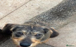 Miniature Dachshund dogs for sale: wire haired miniature dachshund  - Image 1