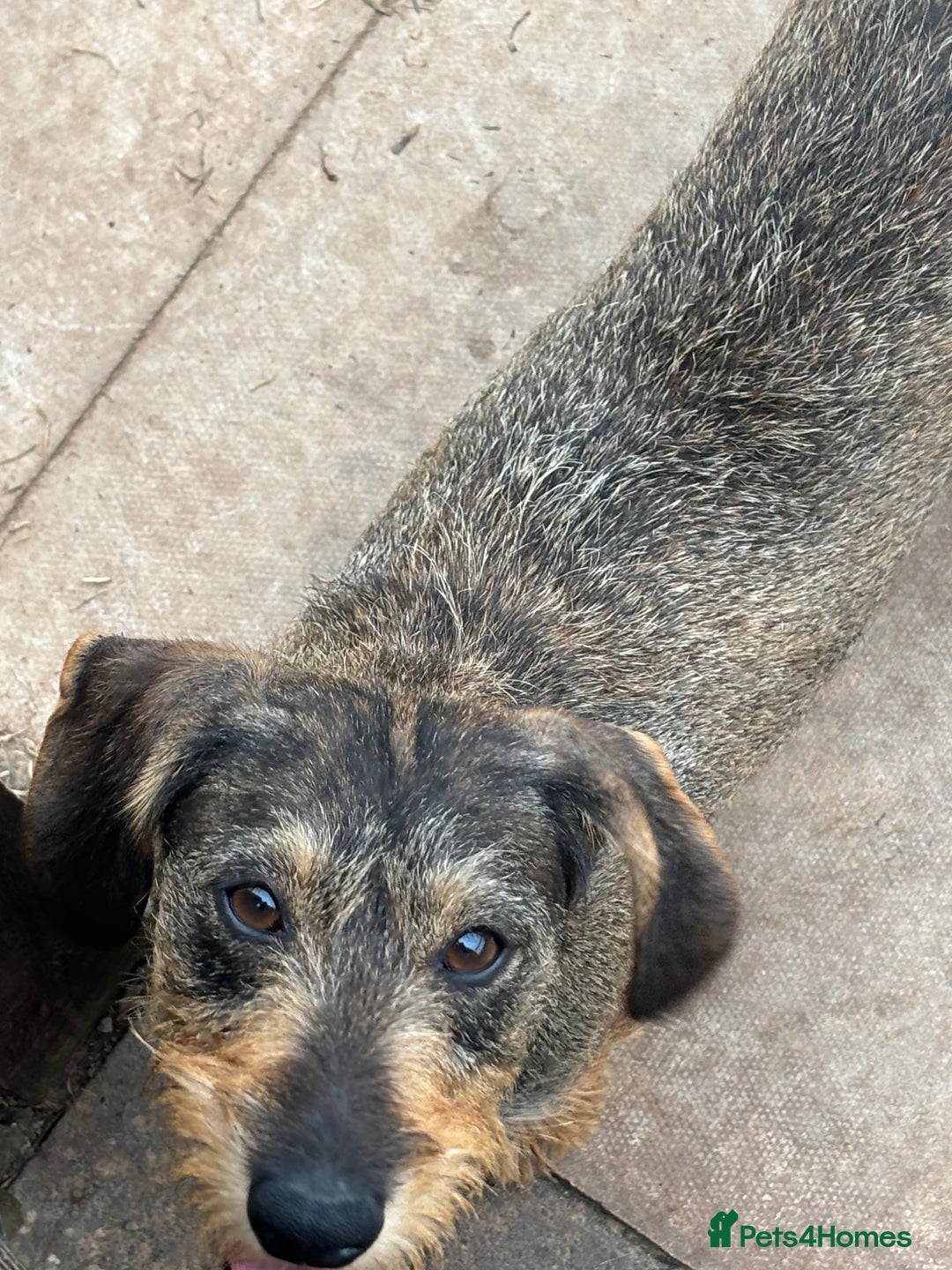 Miniature Dachshund dogs for sale: wire haired miniature dachshund  - Image 1
