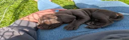 Mixed Breed dogs for sale: Weimaraner X Springer Spaniel (1 Girl Remaining) - Advert 6